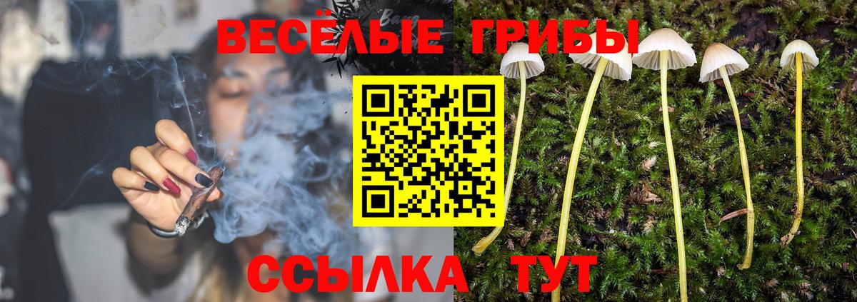 Псилоцибиновые грибы GOLDEN TEACHER  Кубинка 
